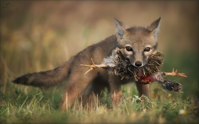 корсак, лиса, степная лиса, взрослый корсак, маныч,заповедник черные земли, корсачок, фото корсака, молодой корсак, степная лисица, vulpes corsac, калмыкия, черные земли,  корсачонок, калмыцкий корсак, корсаки, vulpes corsac kalmykorum, фотографии корсака СТРАСТИ-МОРДАСТИ фото превью