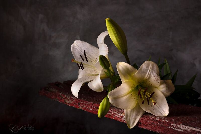 Лилии фото превью