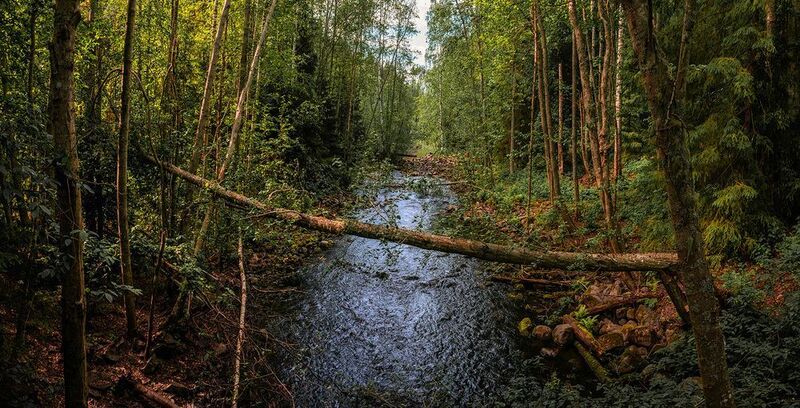 река, лес, лето Лесная река фото превью