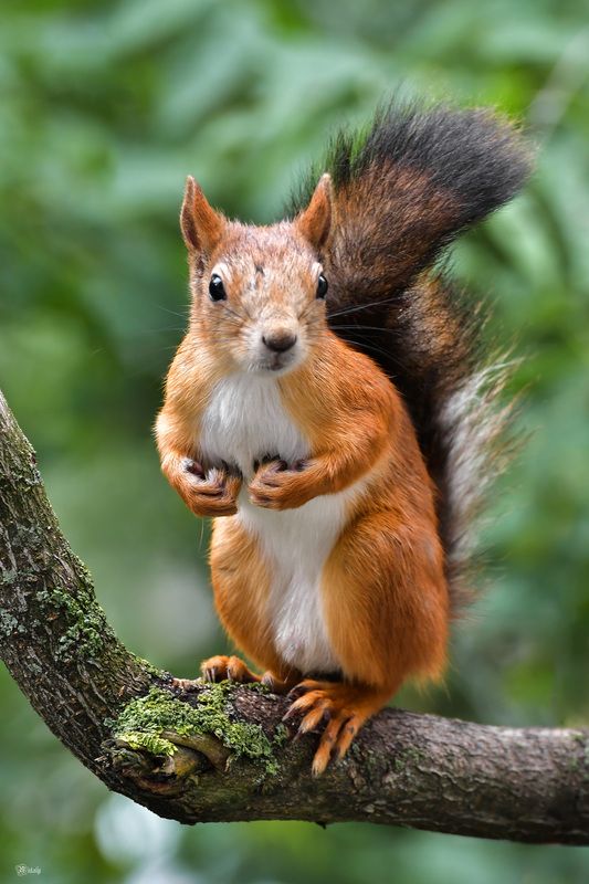 Рыжий красавчик) фото превью