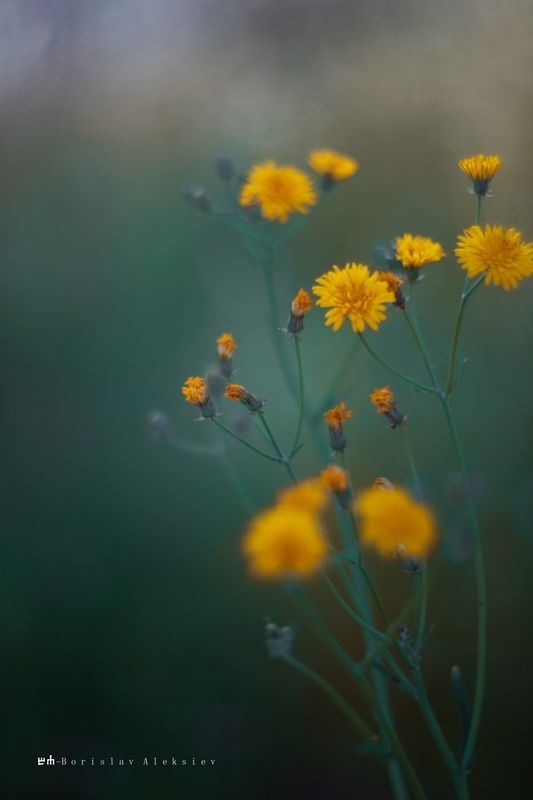 yellow,flowers,bokeh,exterior,dark,light,plant,nature,green Yellow фото превью