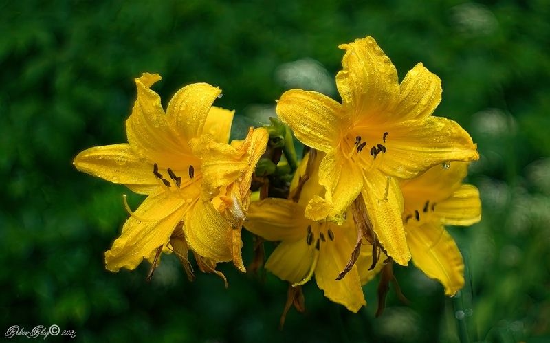 *** фото превью