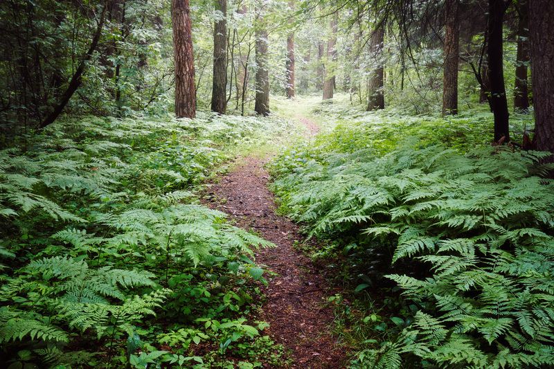 лес, деревья, листва В летнем лесу фото превью