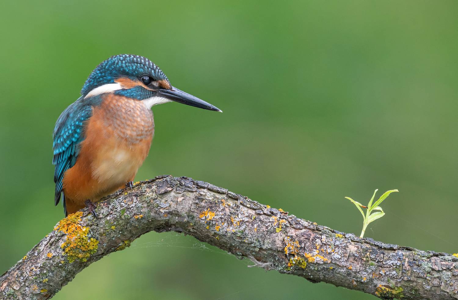 зимородок, птицы, весна, лето, фотоохота, Сигушин Руслан