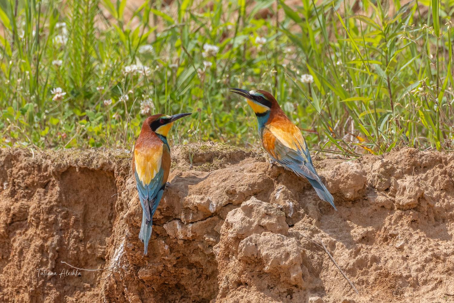 , Алешка Татьяна
