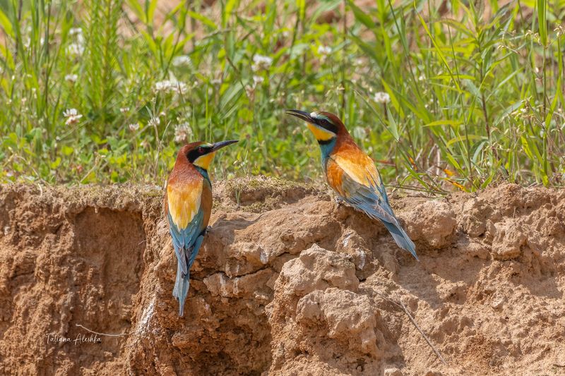 Прекраснейшая из бесед. фото превью