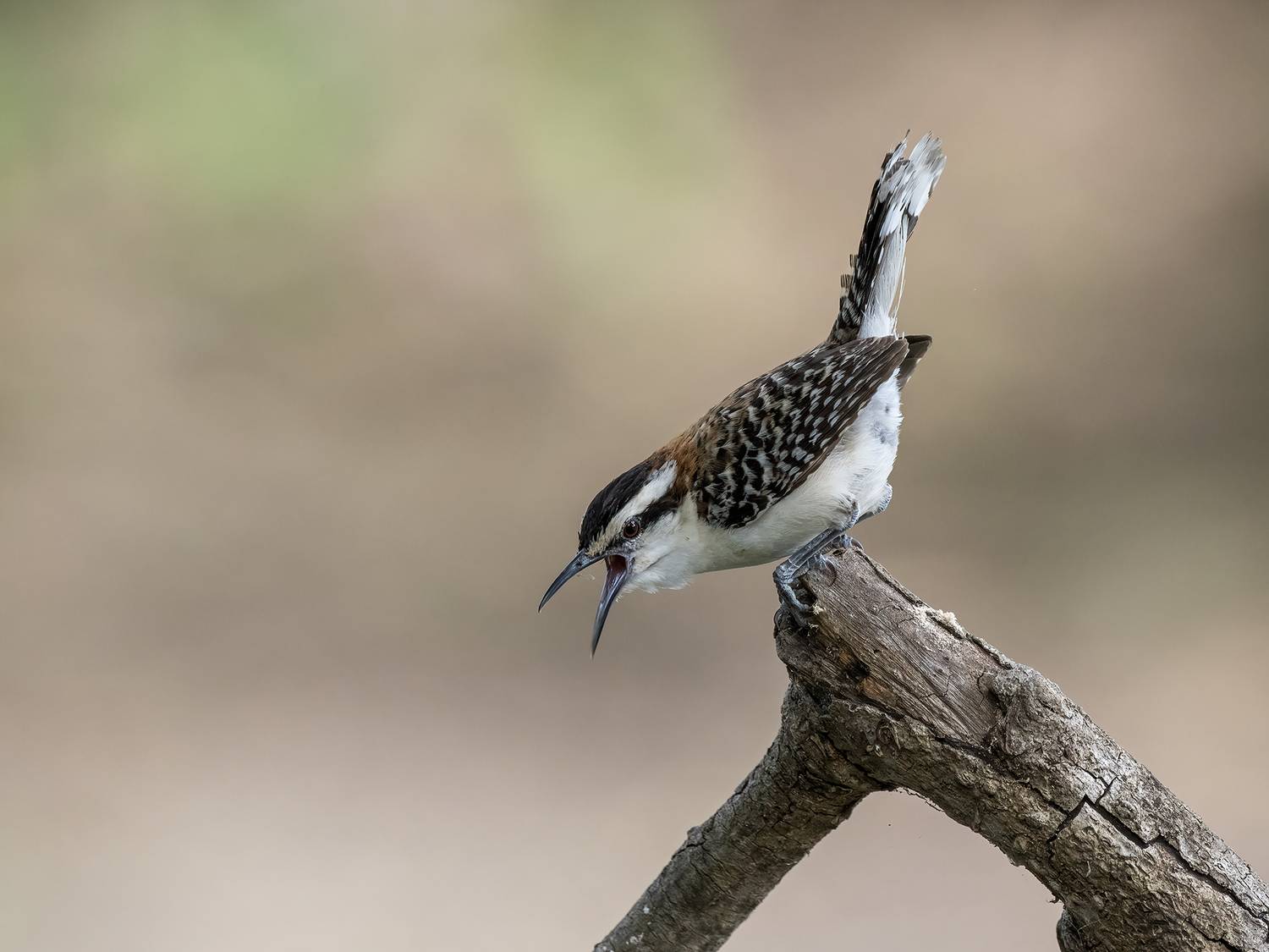 , Fernando Burgalin Sequeira