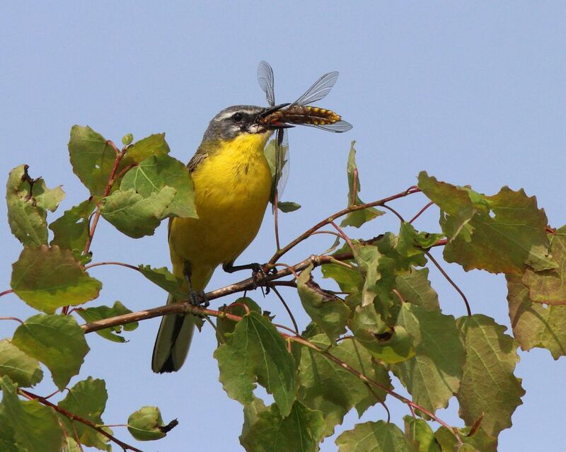 жёлтая трясогузка, трясогузка, motacilla flava, yellow wagtail, wagtail Всё лучшее детям! фото превью