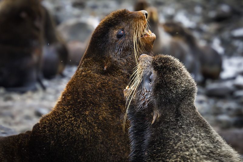 Акапелла фото превью