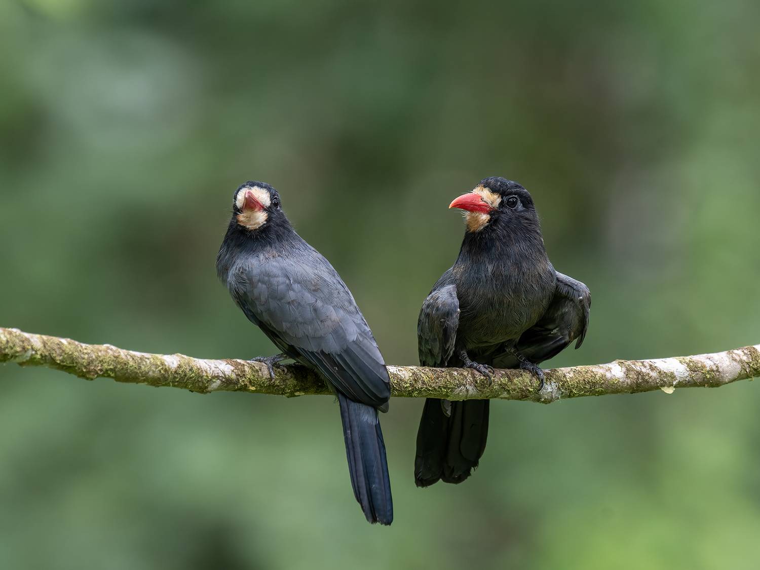 , Fernando Burgalin Sequeira