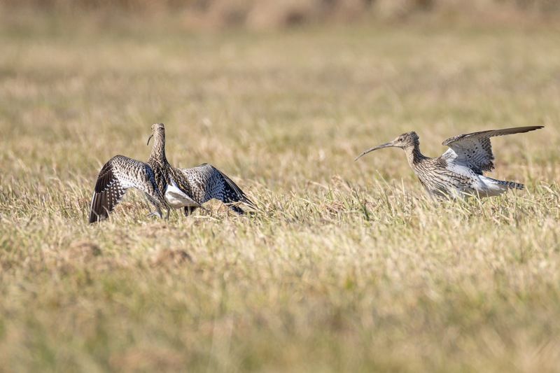птицы, кроншнеп, кулик, большой кроншнеп, сражение, битва, фотоохота Битва больших ккроншнепов фото превью