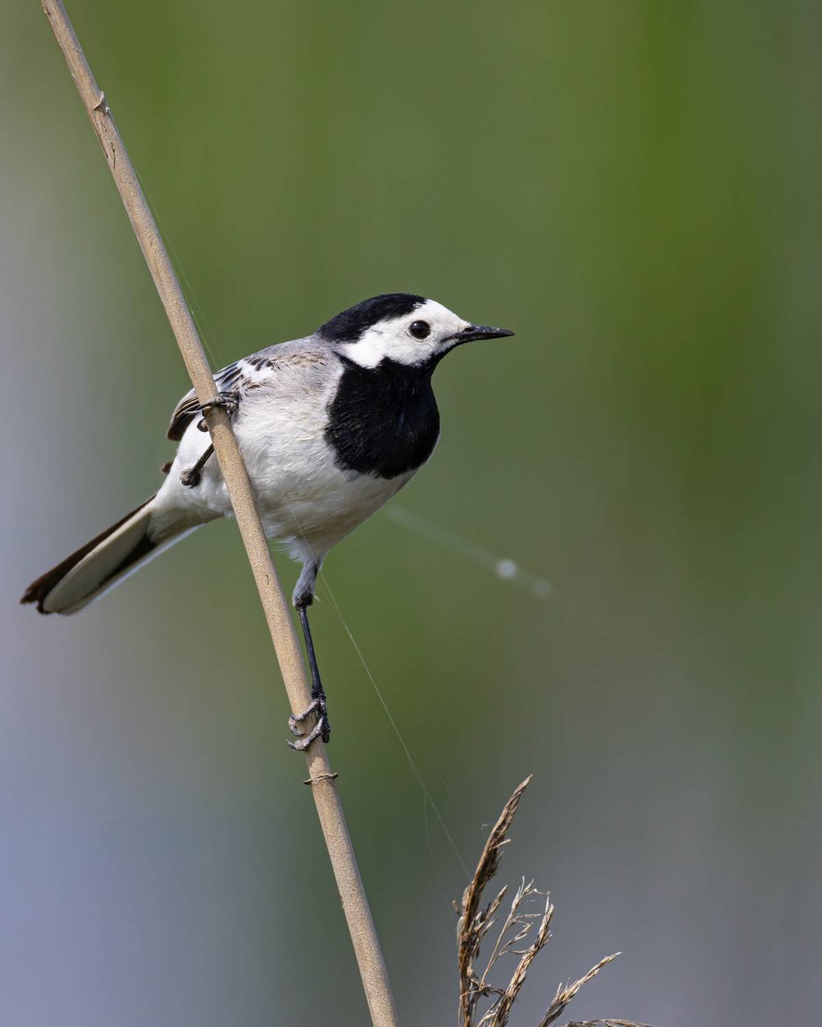 белая трясогузка, трясогузка, птицы, Руслан Pl