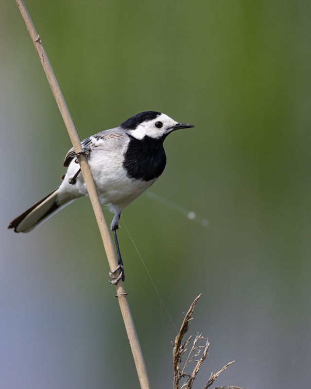 белая трясогузка, трясогузка, птицы Белая трясогузка фото превью