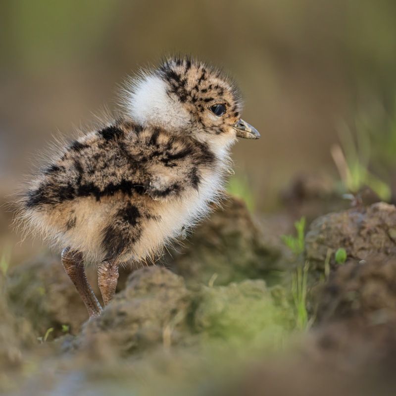 чибис, птенец, чибисенок, птицы Чибисенок фото превью
