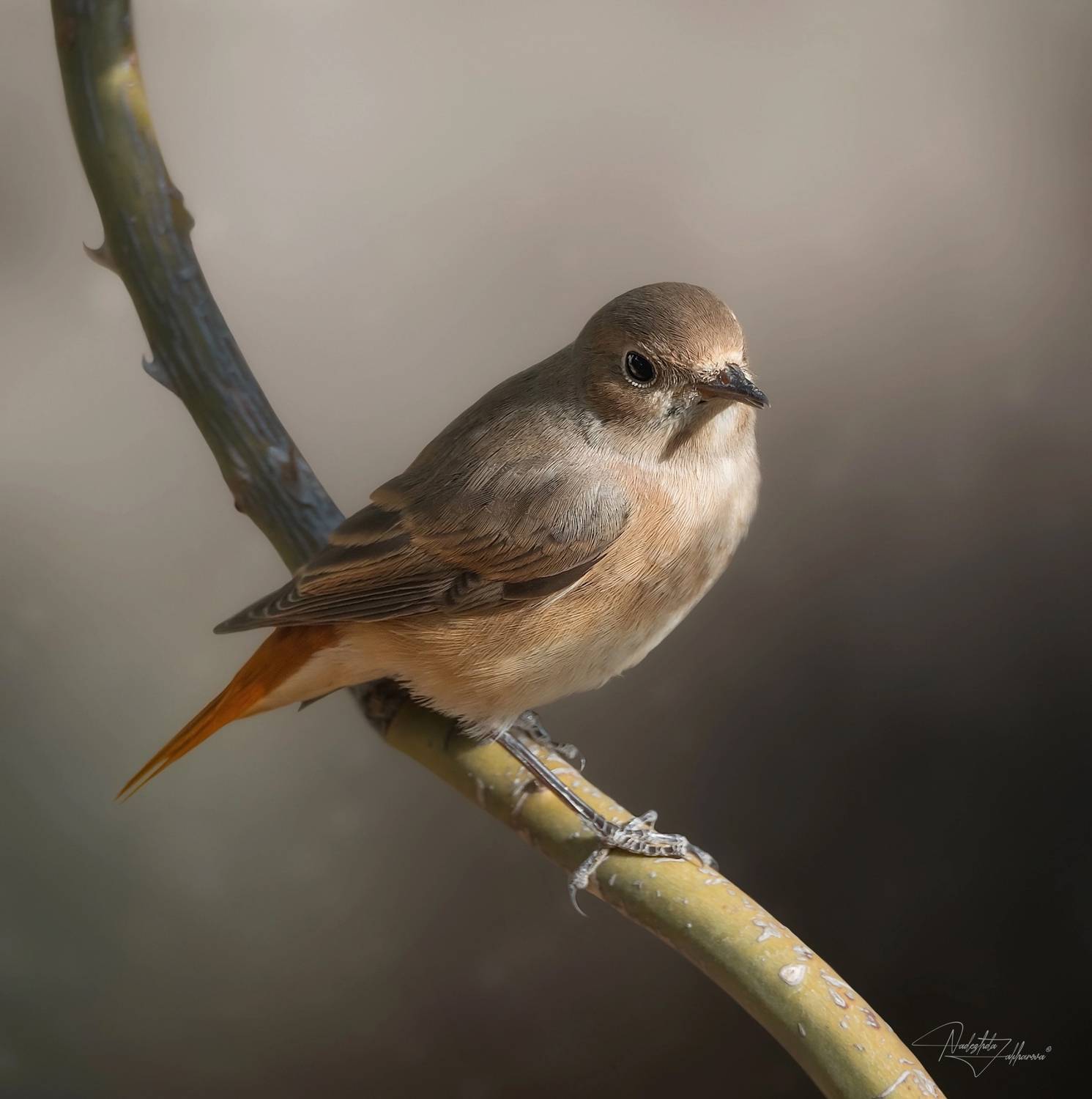 наблюдения за птицами, самка горихвостки, горихвостка, птицы, портреты птиц, эмоции, лето, время птенцов, птицы на гнездах, лето, Захарова Надежда