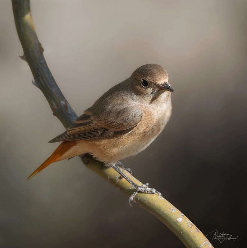 наблюдения за птицами, самка горихвостки, горихвостка, птицы, портреты птиц, эмоции, лето, время птенцов, птицы на гнездах, лето Горихвостка фото превью