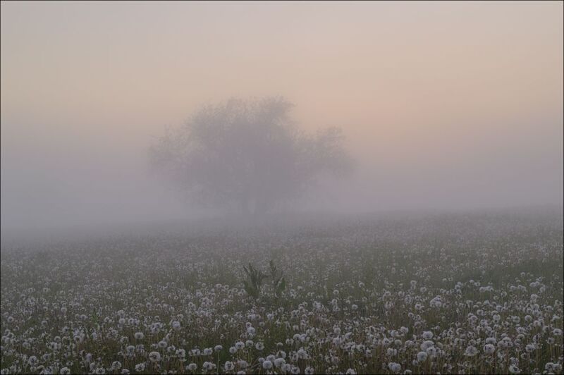 Восход в молоке и одуванчиках фото превью