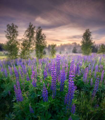 Время цветения люпинов