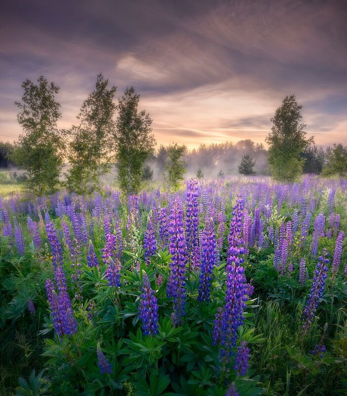 лето, июнь, цветы, люпины, туман, утро Время цветения люпинов фото превью