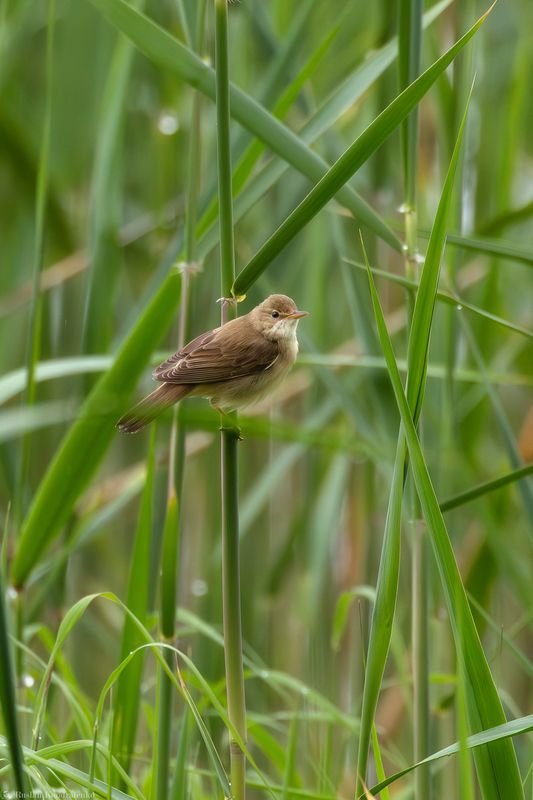 Болотная камышовка Болотная камышовка фото превью