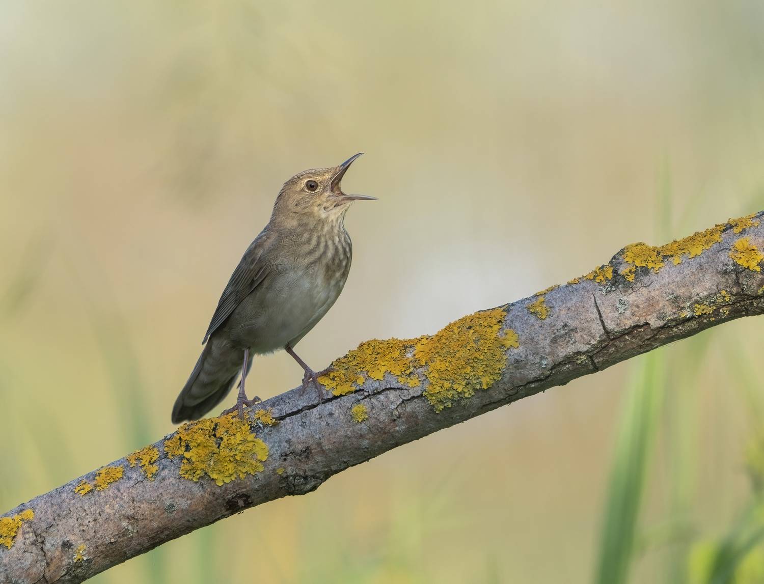 птицы,природа, лето, Андрей Киселёв