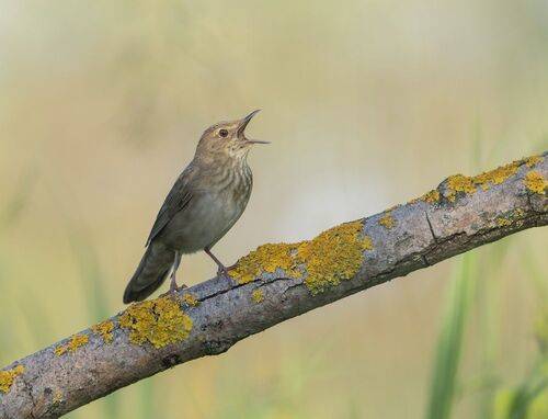 Речной сверчок