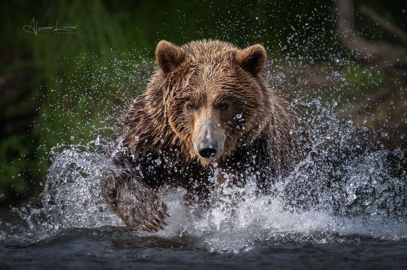 медведи,камчатка,медведь,медвежата Брызги и драйв... фото превью