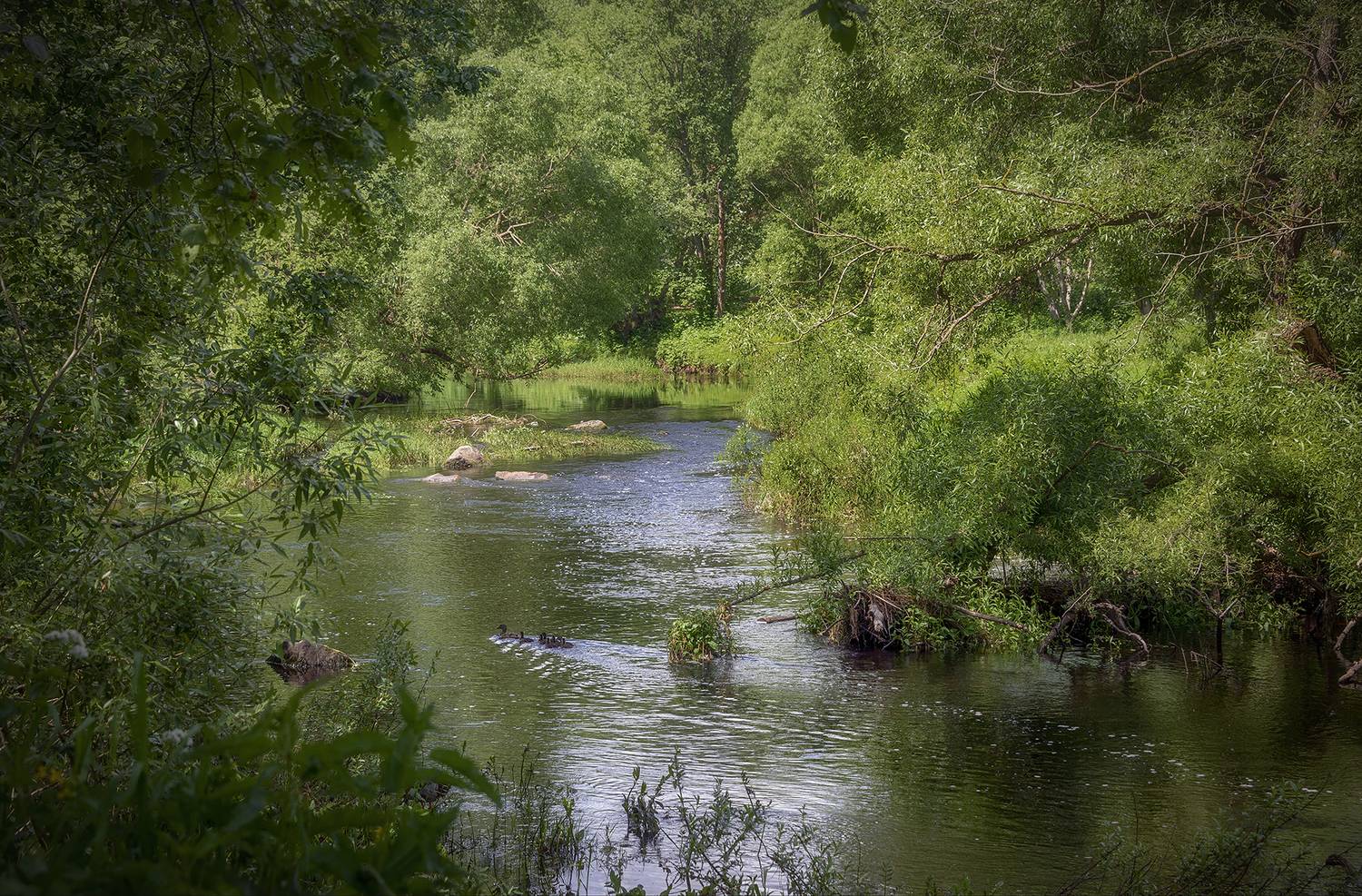 утка с утятами, речка, Сергей Аникин