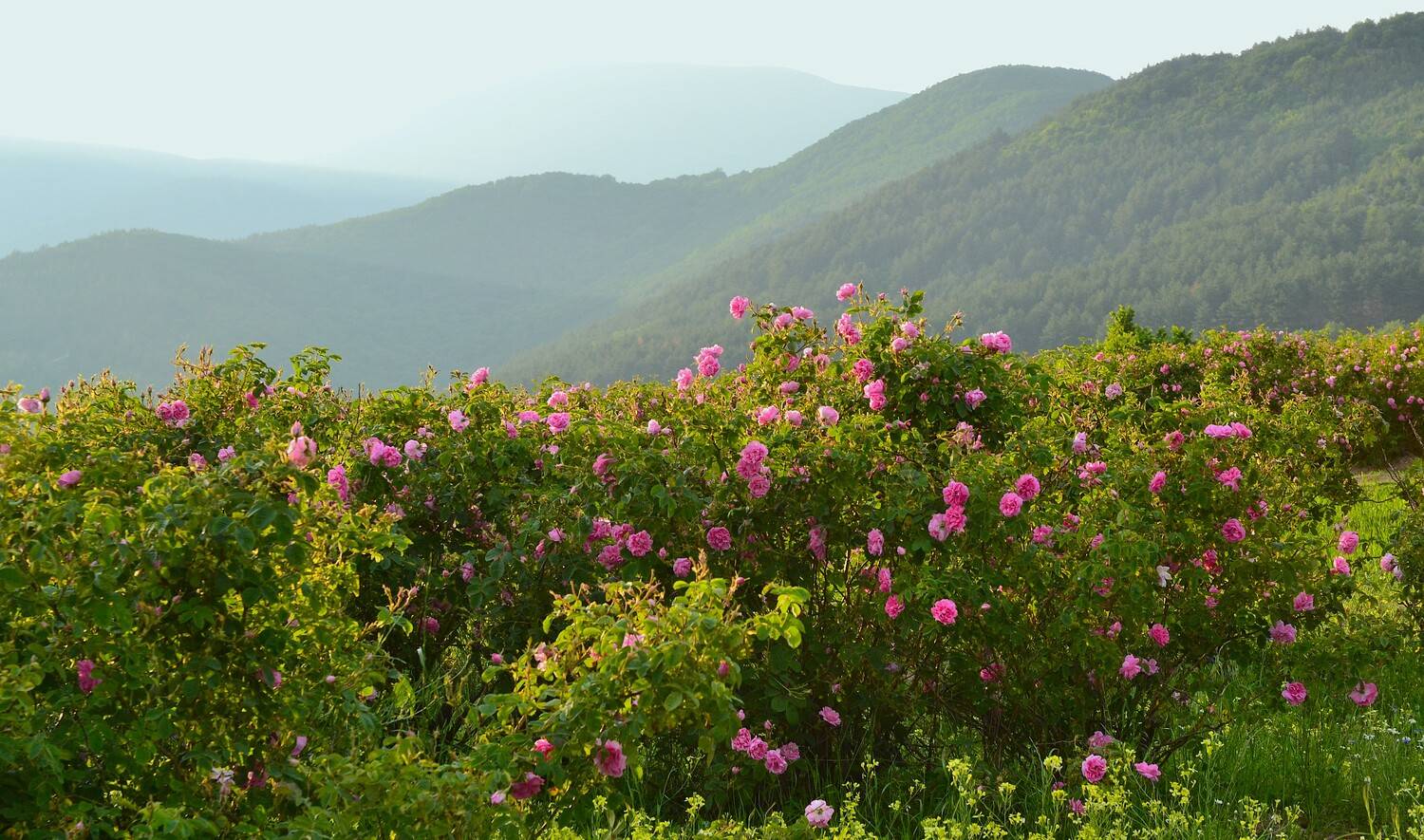 , Юлияна Стоянова