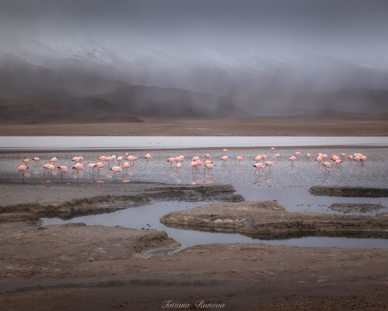 Фламинго в тумане фото превью