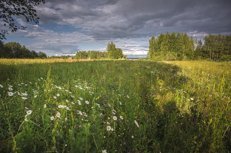 Смоленская обл. Торбеево Холодное лето... фото превью