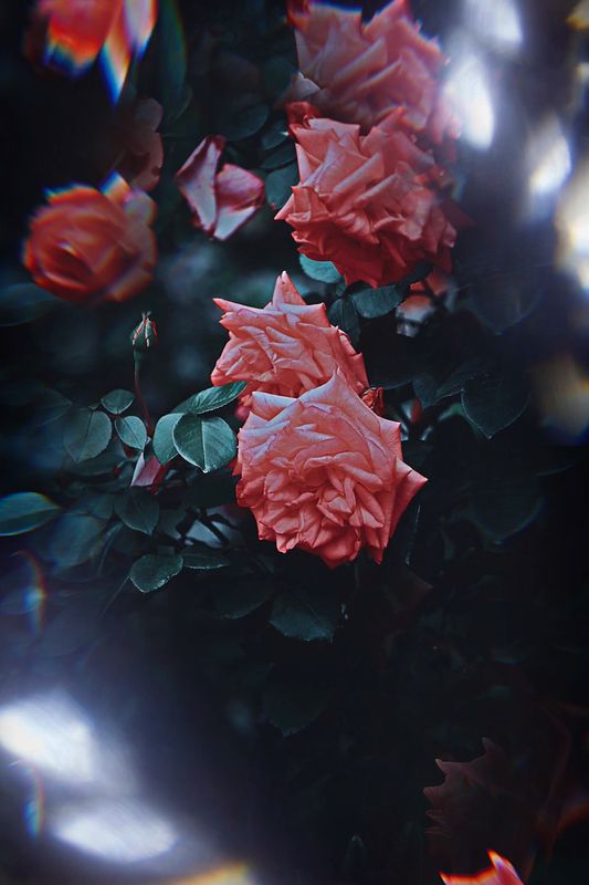 макро, macro, цветы, flowers, лето, summer, розы Розы фото превью