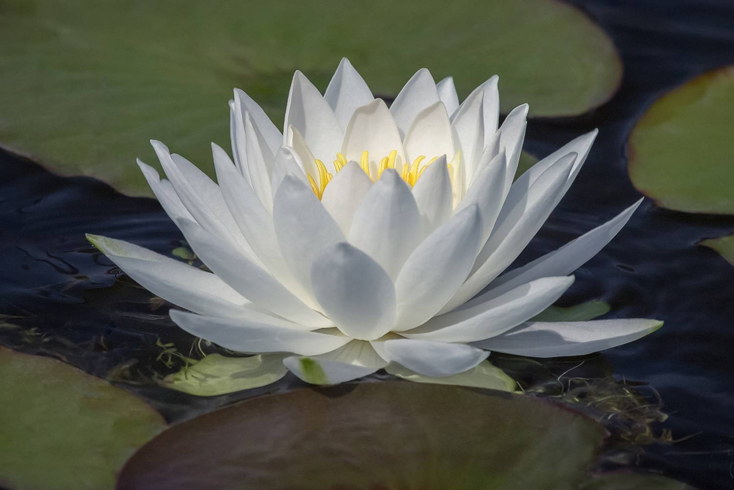 , Алексеев Сергей