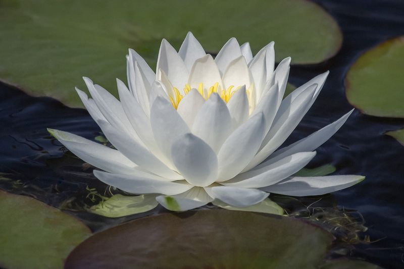 Чистота. фото превью