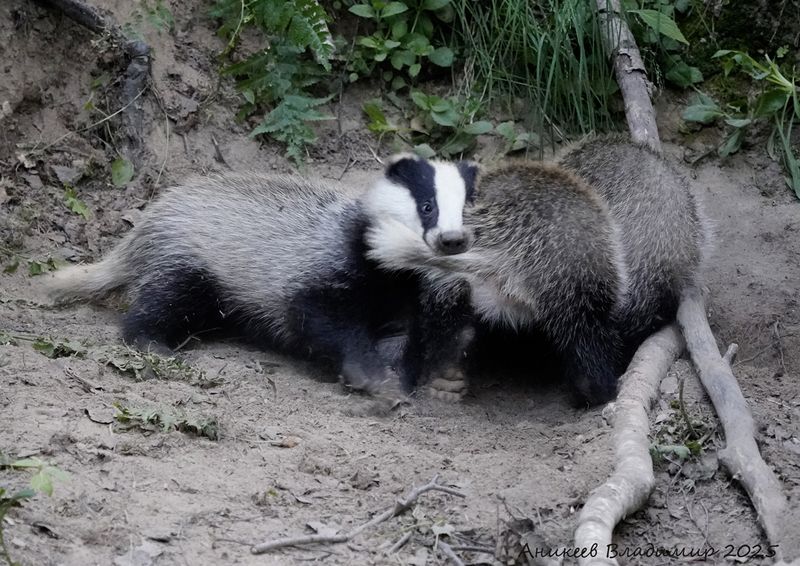 барсуки, семья, молодежь Площадка молодняка фото превью