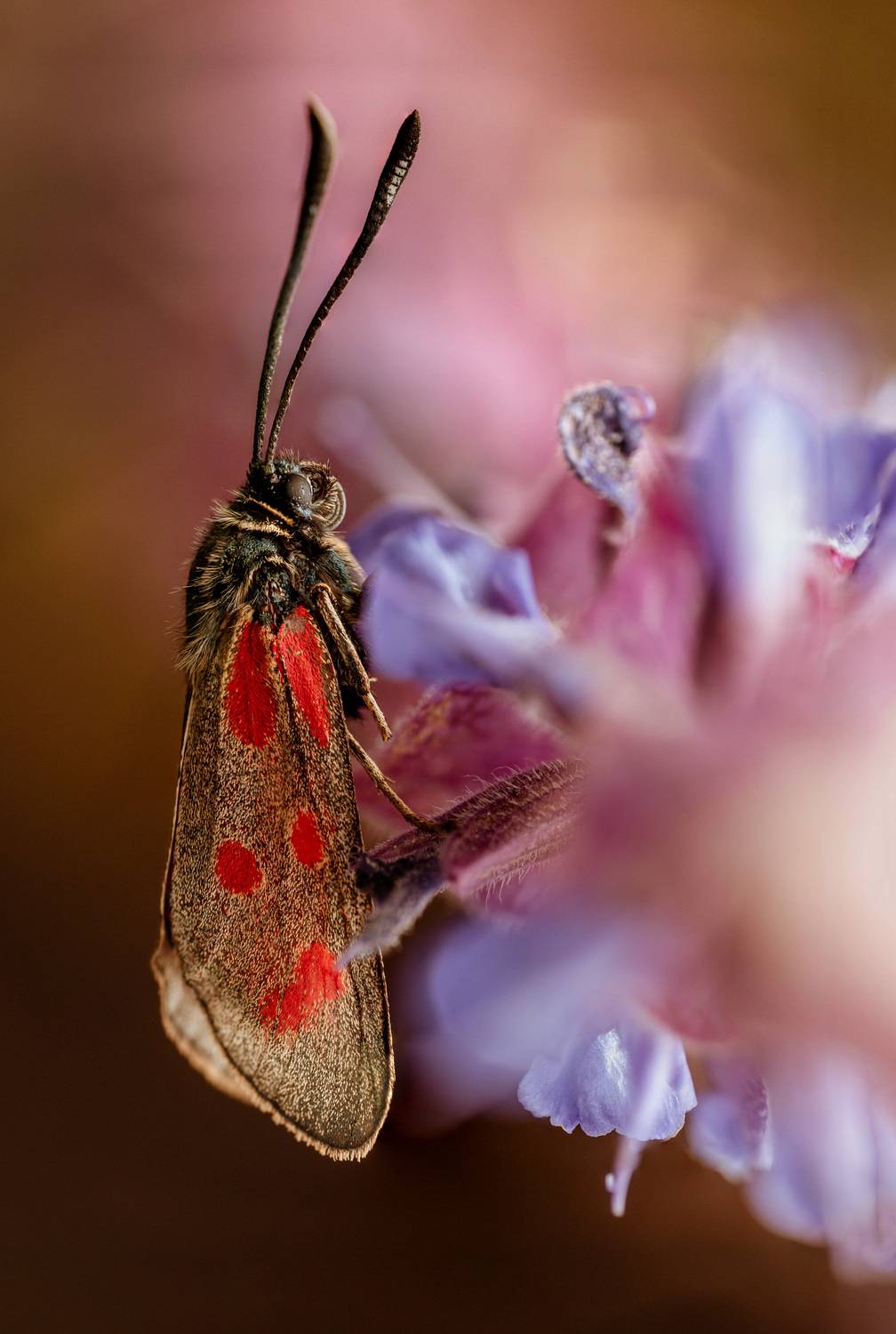 бабочка, макро, пестрянка, Маслова Любовь