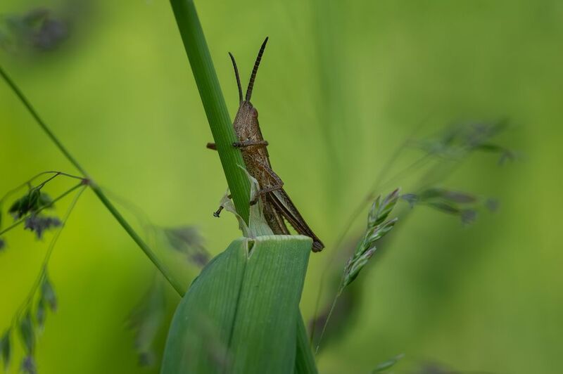 Подглядывающий фото превью