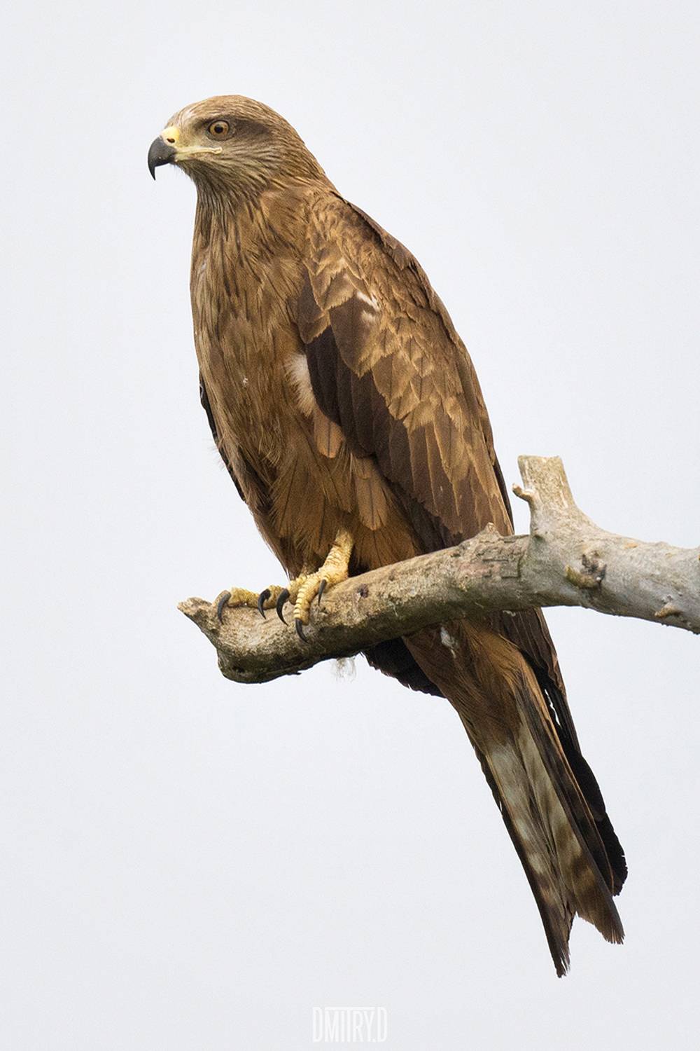 чёрный коршун,, Дмитрий Доронин