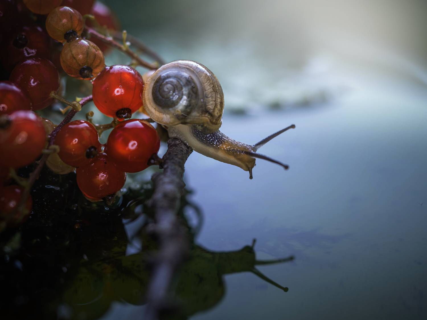 , Лапшина Владлена