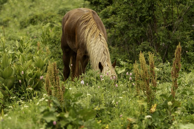 россия, краснодарский край, мостовской район, бароновы поляны, лошадь, конь, Ходят кони... фото превью