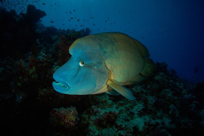 Наполеон / Napoleon фото превью