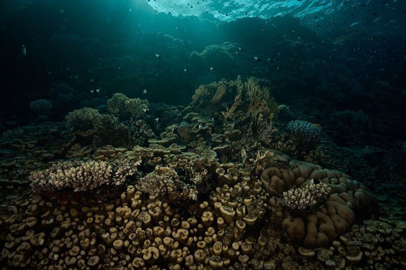 Reef фото превью