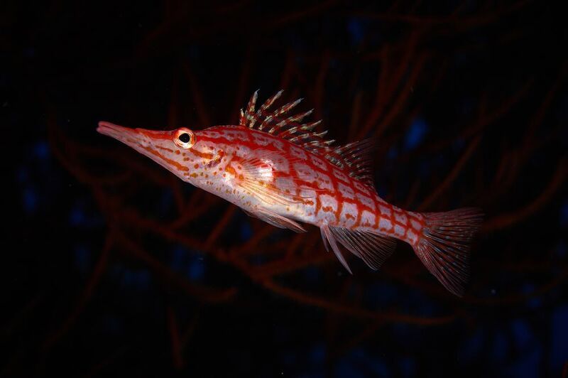 Длиннорылый кудрепер / Longnose hawkfish фото превью
