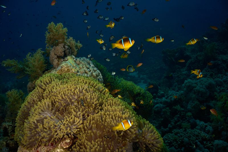 Анемоновая фото превью