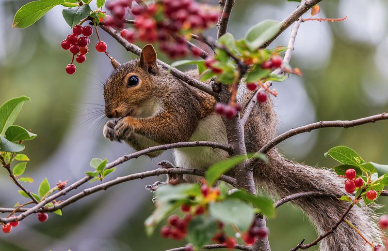 *** фото превью