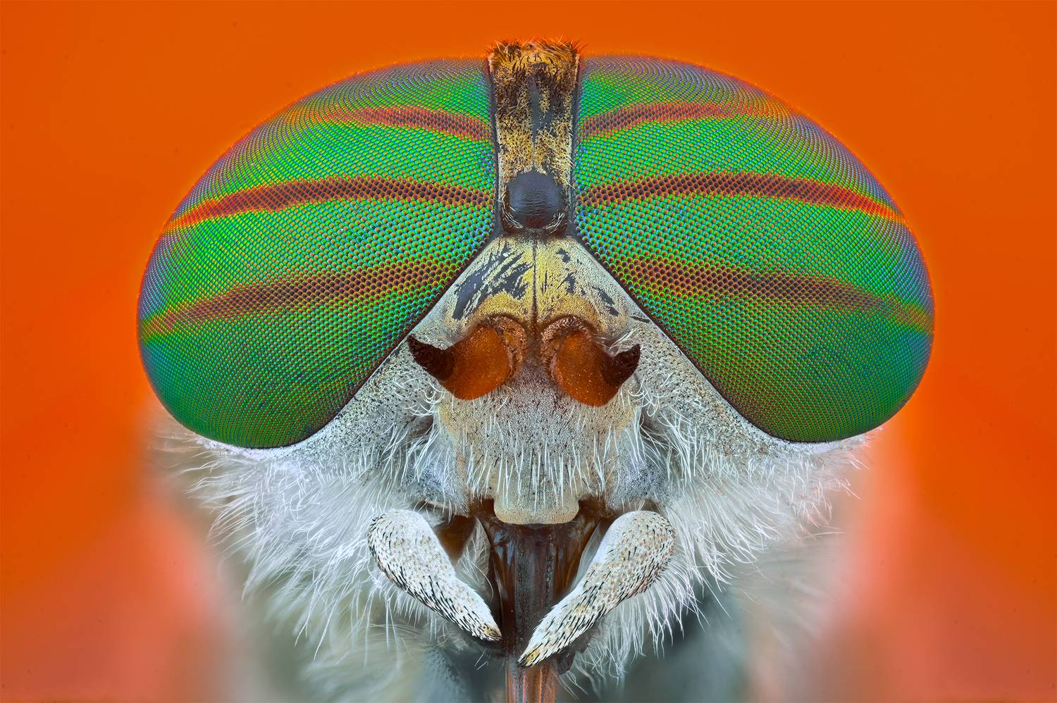 ceclii, macro, Ganev Tsvetan