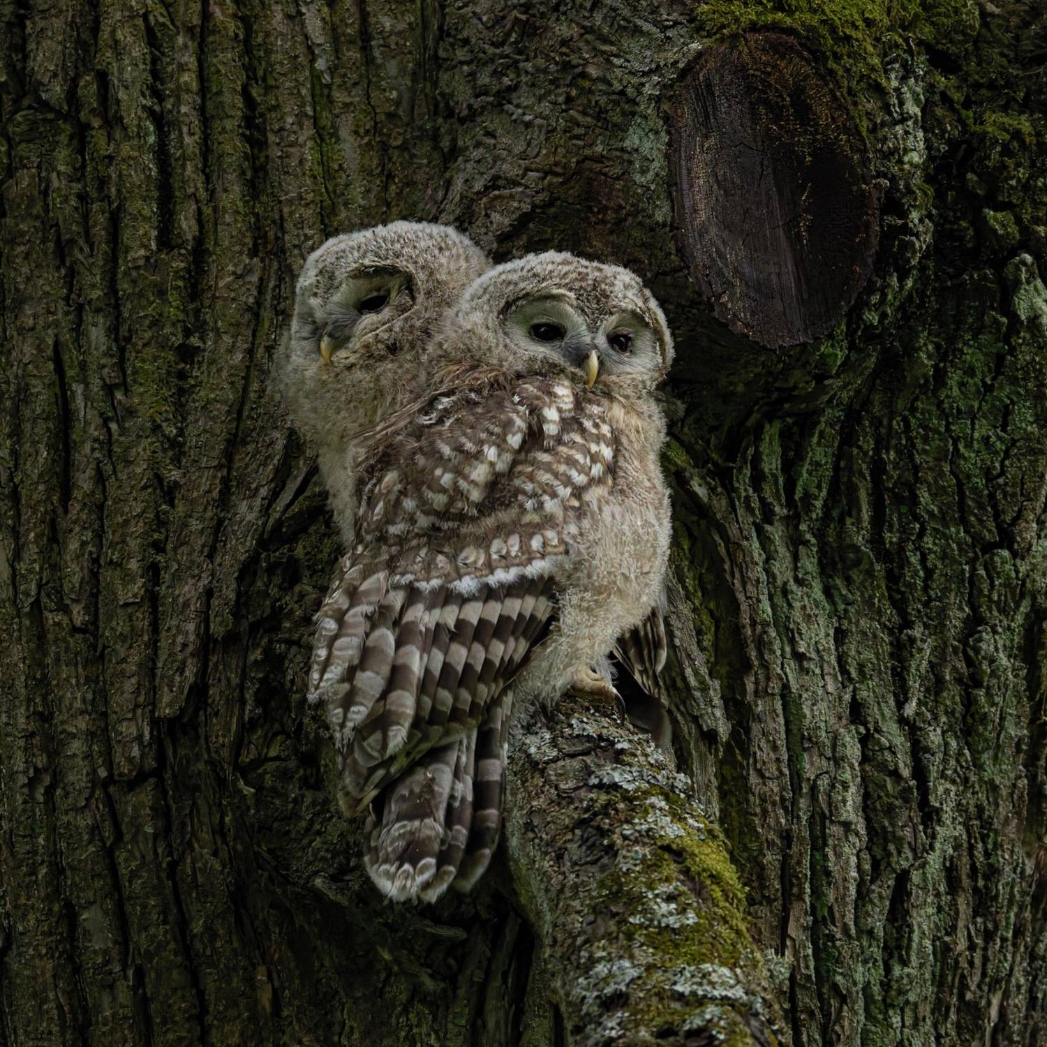 уральская неясыть, длиннохвостая неясыть, совенок, птицы, неясыть, Руслан Pl