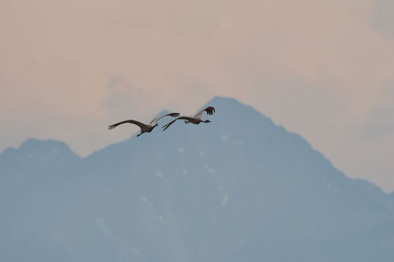 Красавки фото превью