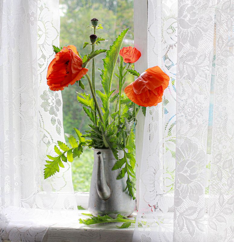 натюрморт, фотонатюрморт, still life, stillifefoto, лето, маки, цветочный_натюрморт, наталья_казанцева Отцветают фото превью