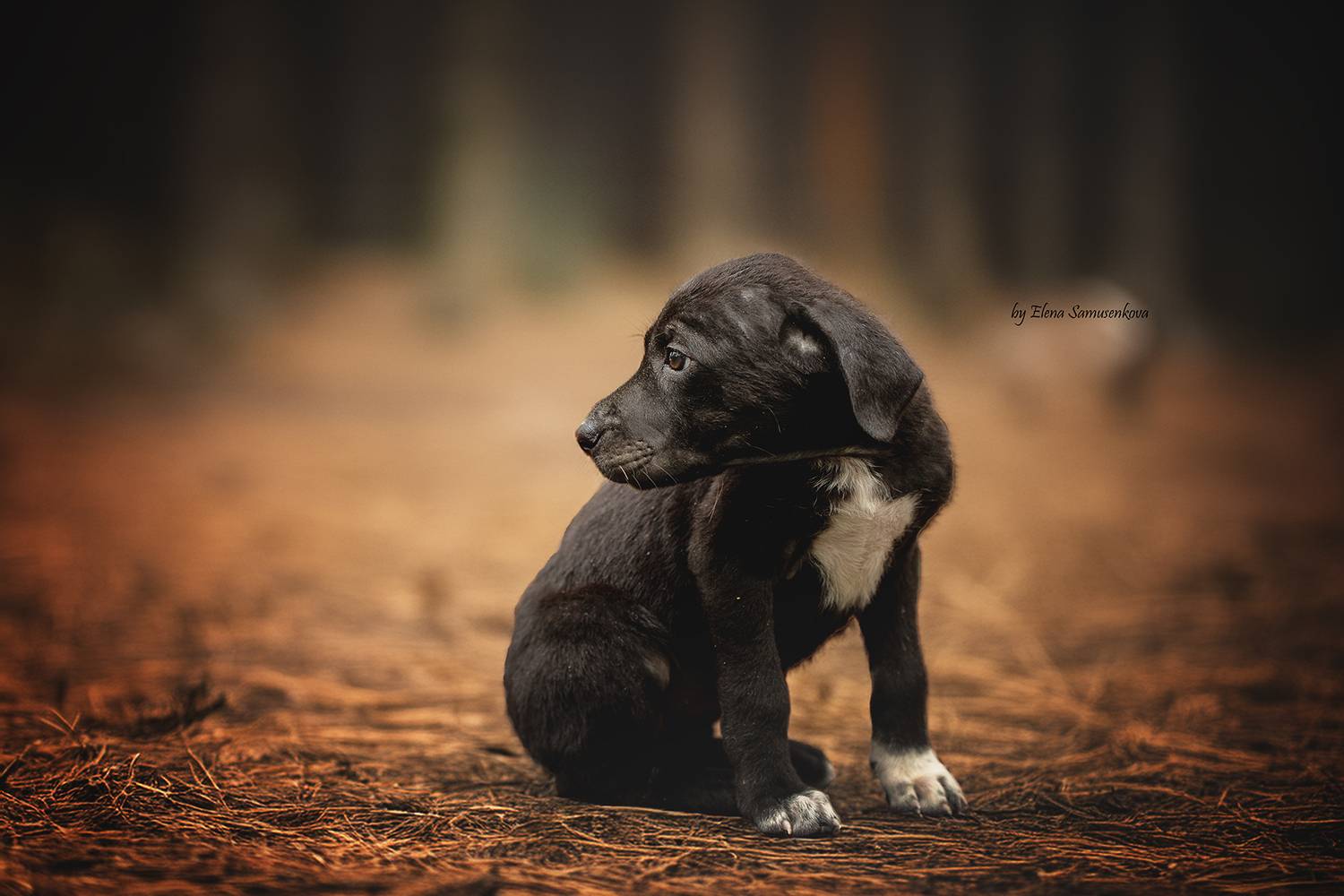 , Елена Самусенкова